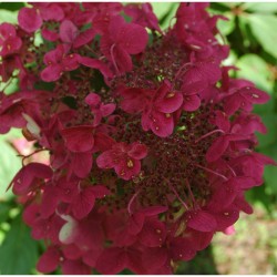 Hydrangea paniculata 'Wim's Red' - Bugás Hortenzia