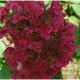 Hydrangea paniculata 'Wim's Red' - Bugás Hortenzia