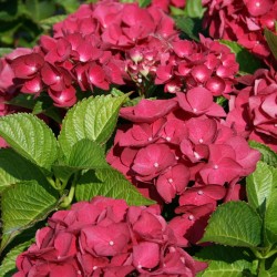 Hydrangea macrophylla Red Baron - kerti hortenzia