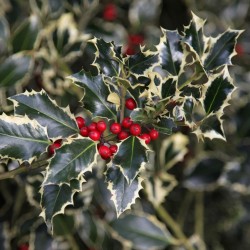 Ilex Argentea Marginata
