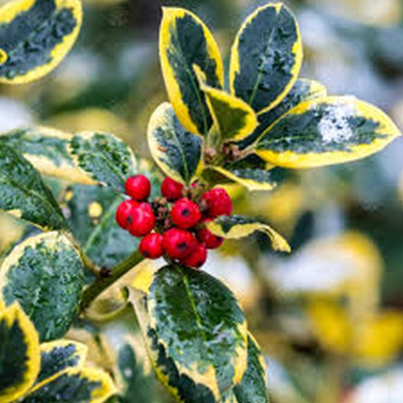 Ilex  'Golden King' - Sárga levélszélű magyal