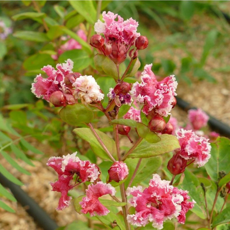 Kínai selyemmirtusz - Lagerstroemia 'Berlingot Menthe'