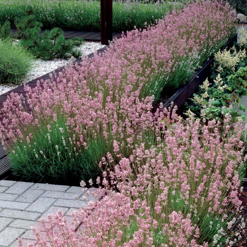 Lavandula ang. 'Rosea' - Rozsaszin Levendula