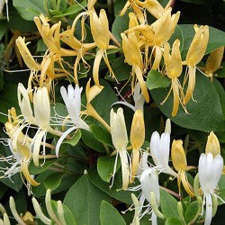 Lonicera japonica ‘Halliana’- örökzöld japán lonc