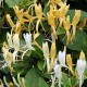 Lonicera japonica ‘Halliana’- örökzöld japán lonc