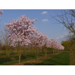 Magnolia stellata 'Rosea' – Csillagvirágú liliomfa