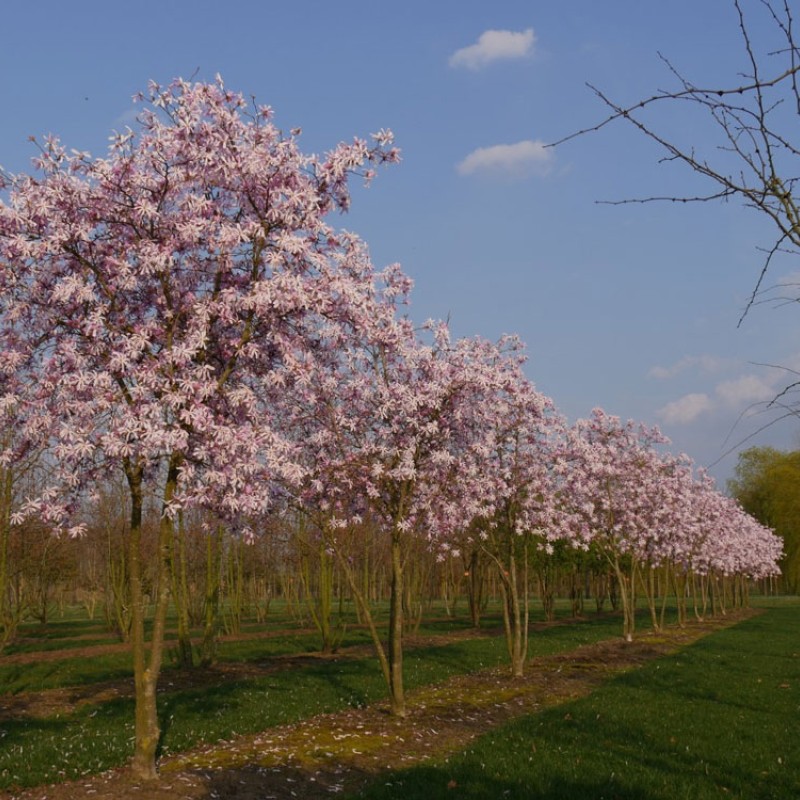 Magnolia stellata 'Rosea' – Csillagvirágú liliomfa