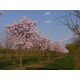 Magnolia stellata 'Rosea' – Csillagvirágú liliomfa