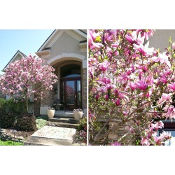 Magnolia x liliflora 'Betty' – Liliomfa Magnolia x liliflora 'Betty' – Liliomfa