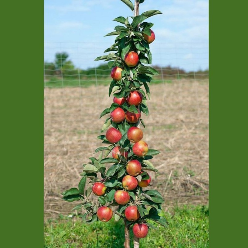 Oszlopos alma 'Polka cserepes
