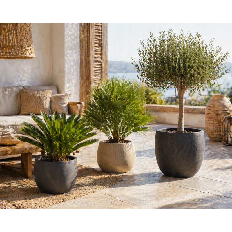 Mediterrán növény csomag ( Cycas revoluta - Chamaerops humilis ‘Compacta Vulcano’ - Olea europaea )