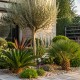 Mediterrán növény csomag ( Cycas revoluta - Chamaerops humilis ‘Compacta Vulcano’ - Olea europaea )