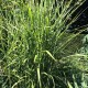 Miscanthus sinensis 'Strictus' - Zebra fű