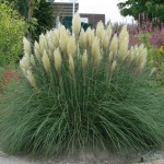 Fehér pampafű - Cortaderia selloana, P9