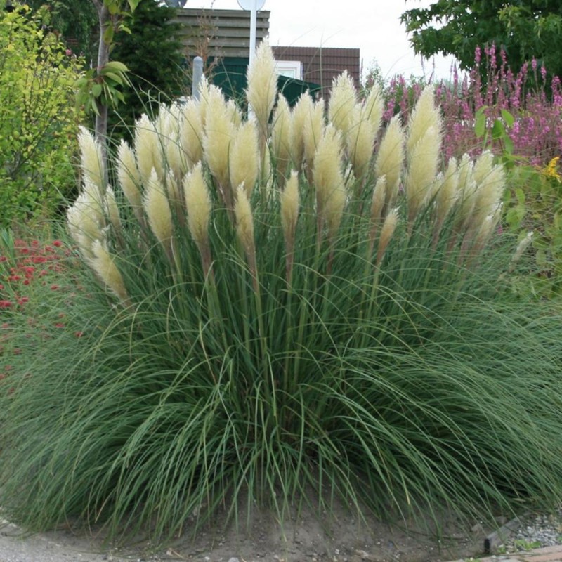 Fehér pampafű - Cortaderia selloana
