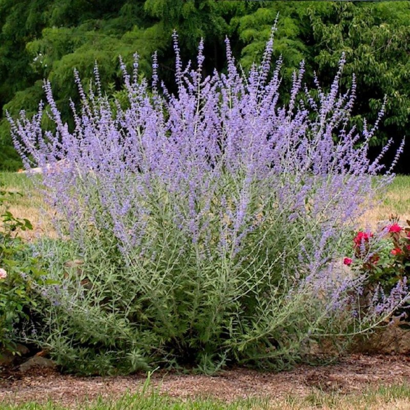 Perovskia atriplicifolia 'Blue Spire'- Sudárzsálya