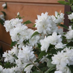 Philadelphus x virginalis 'Schneesturm' - Teltvirágú jezsámen