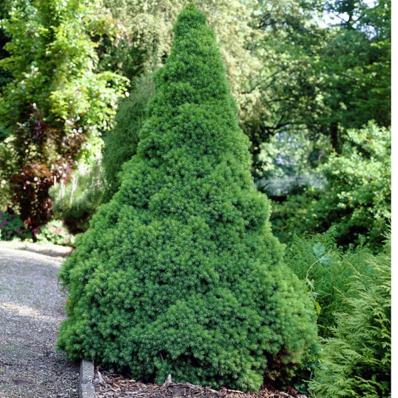 Picea glauca 'Conica' - Cukorsüvegfenyő 
