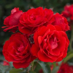 Red Delight park/polyantha rózsa – élénk piros Red Delight park/polyantha rózsa – élénk piros