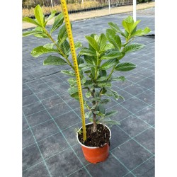 Prunus laurocerasus 'Novita' 50-70 cm C2 - Babérmeggy 