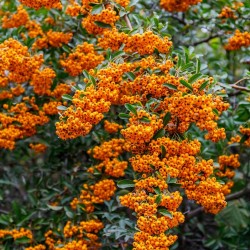 Tűztövis - Pyracantha Firelight