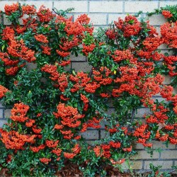 Tűztövis - Pyracantha Mohave