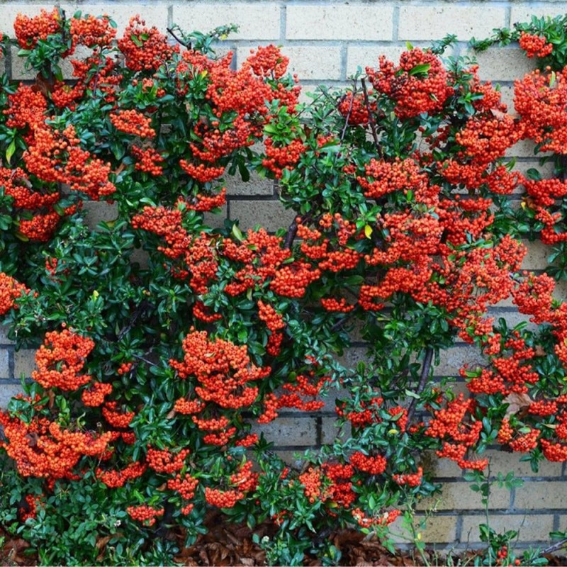 Tűztövis - Pyracantha Mohave