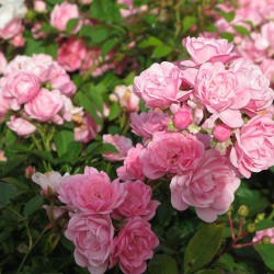 Törpe ágyásrózsa - 'Rosa FAIRY'
