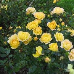 Törpe ágyásrózsa - The Fairy Gold