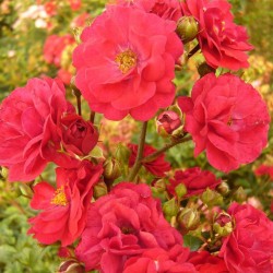 Törpe ágyásrózsa - Rosa 'Rote Fairy'
