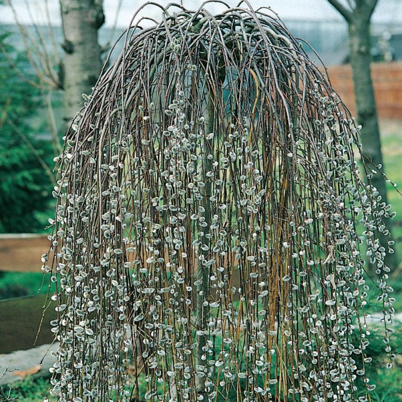 Salix Caprea Pendula ( Kilmarnock ) - Csüngő barkafűz