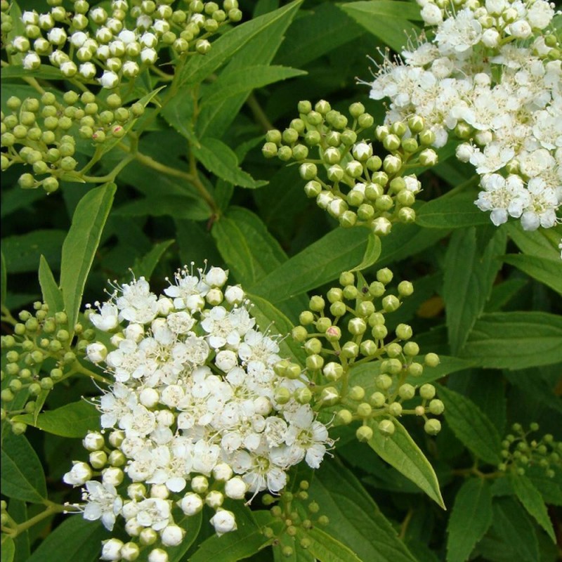 Spiraea jap. ALBIFLORA - Japán Gyöngyvessző