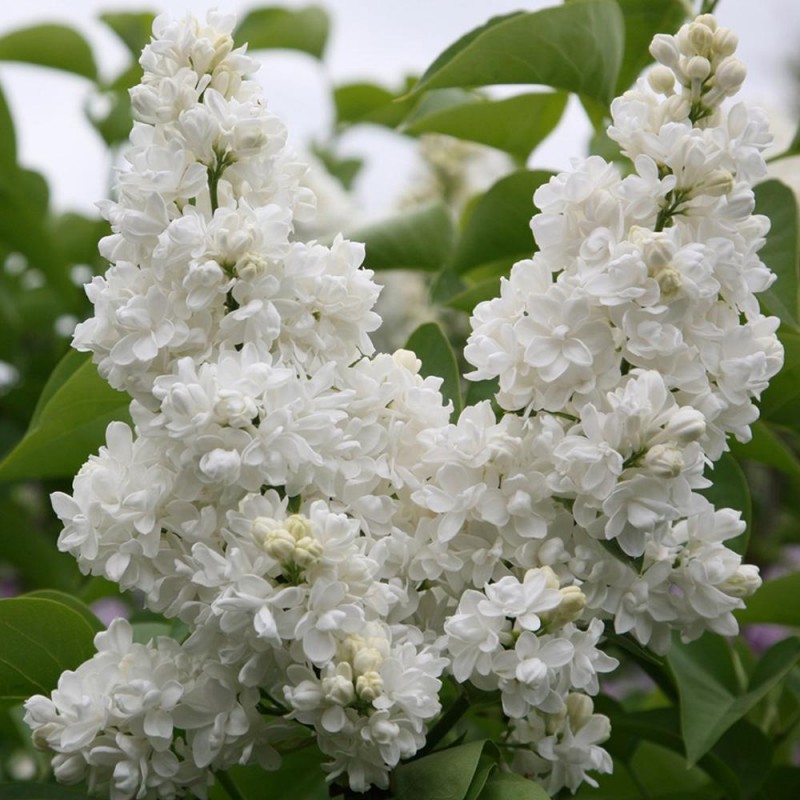 Teltvirágú fehér kerti orgona – Syringa vulgaris ‘Madame Lemoine’