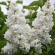 Teltvirágú fehér kerti orgona – Syringa vulgaris ‘Madame Lemoine’