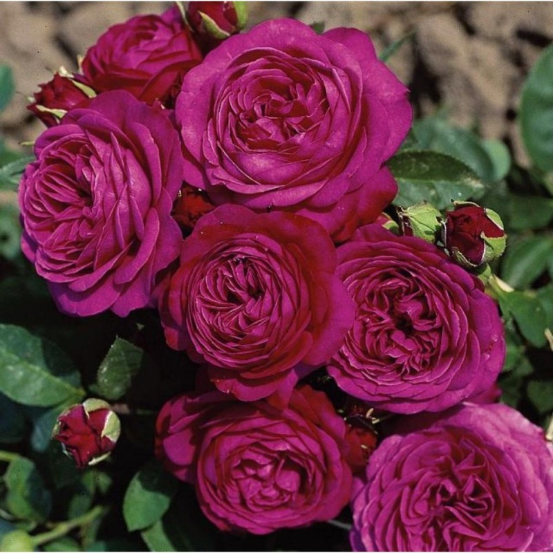 Heidi Klum parkrozsa