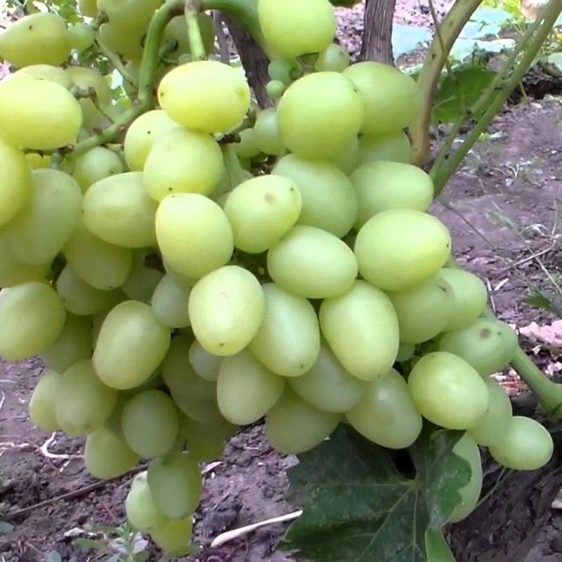 Arkadija csemegeszőlő