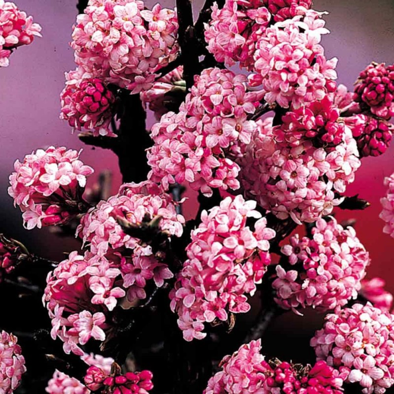 Viburnum bodnantense 'Dawn' – Kikeleti bangita