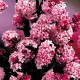 Viburnum bodnantense 'Dawn' – Kikeleti bangita