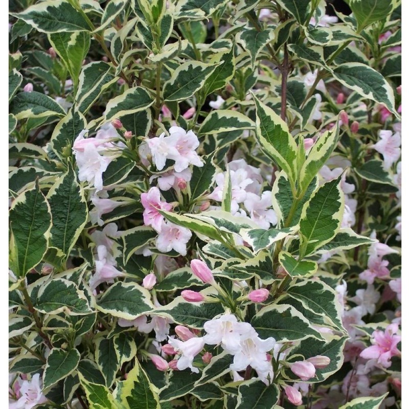 Weigela florida 'Variegata' -Tarka levelű rózsalonc