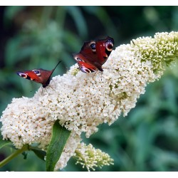 Buddleja davidii „White Profusion” – fehér virágú, illatos pillangócserje