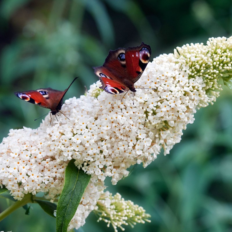 Buddleja davidii „White Profusion” – fehér virágú, illatos pillangócserje