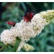Buddleja davidii „White Profusion” – fehér virágú, illatos pillangócserje
