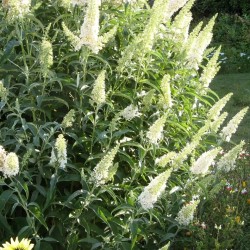 Buddleja davidii „White Profusion” – fehér virágú, illatos pillangócserje