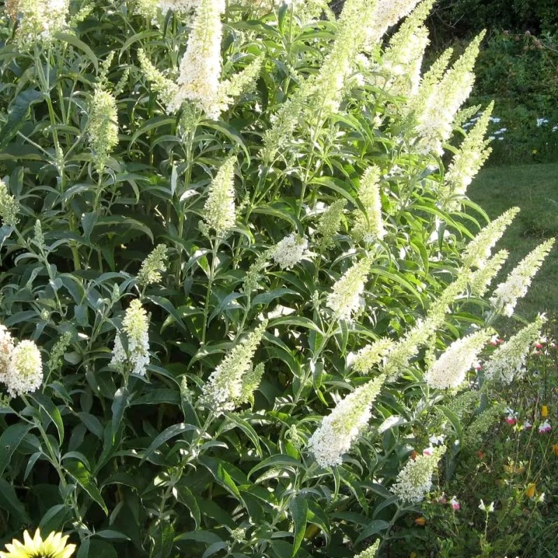 Buddleja davidii „White Profusion” – fehér virágú, illatos pillangócserje