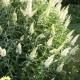 Buddleja davidii „White Profusion” – fehér virágú, illatos pillangócserje