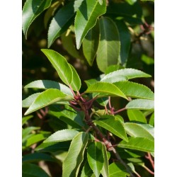 Prunus lusitanica 'Angustifolia' – Portugál babérmeggy