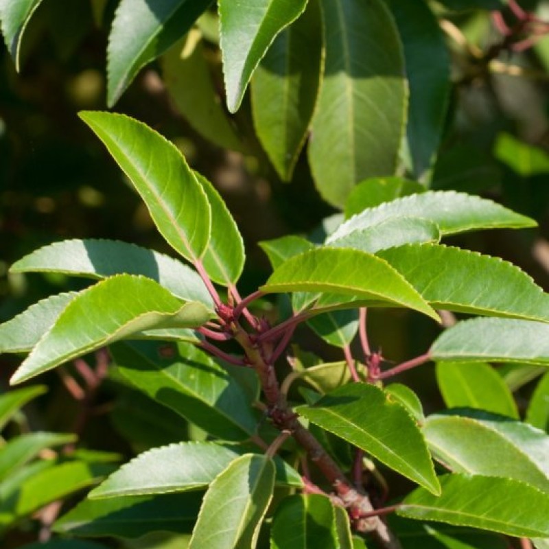 Prunus lusitanica 'Angustifolia' – Portugál babérmeggy