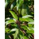 Prunus lusitanica 'Angustifolia' – Portugál babérmeggy
