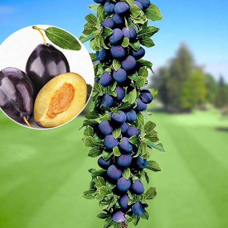 Black Top oszlopos szilva cserepes