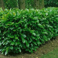 Prunus laurocerasus 'Novita' - Babérmeggy 40-60cm